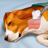 Tierkrankenhaus